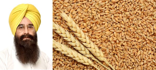 PUNJAB FARMERS CAN AVAIL 50% SUBSIDY ON CERTIFIED WHEAT SEEDS