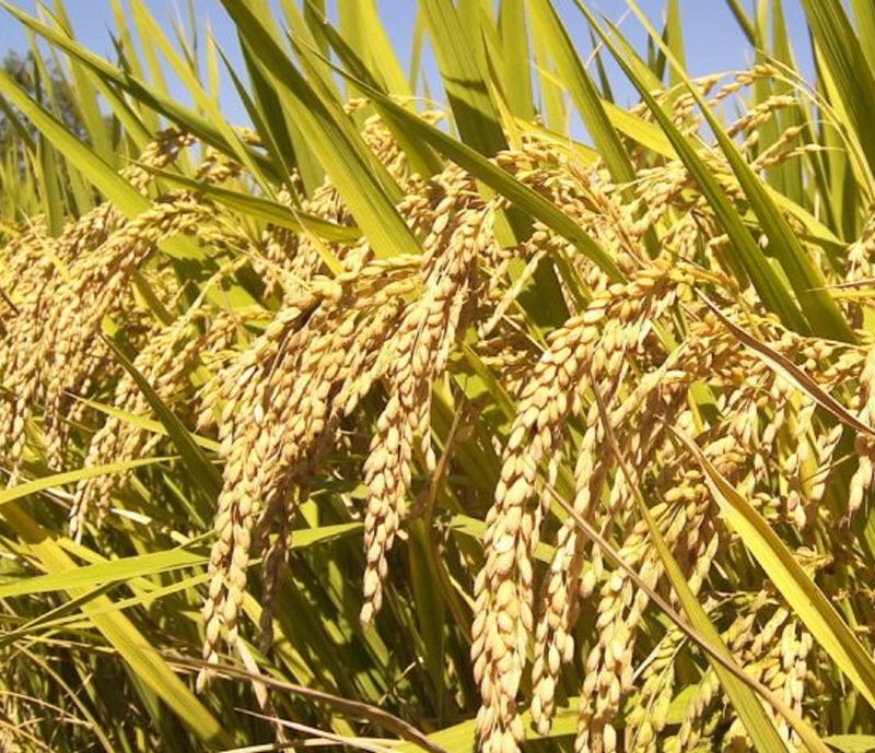 ਹਾਈਬ੍ਰਿਡ ਕਿਸਮਾਂ: ਝੋਨੇ ਦੀ ਖ਼ਰੀਦ ਵੇਲੇ ਮੁੜ ਪੈਦਾ ਹੋ ਸਕਦੈ ਸੰਕਟ