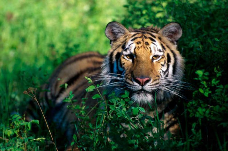 ਬਾਘਾਂ ਦੀ ਛੇਵੇਂ ਗੇੜ ਦੀ ਗਿਣਤੀ ਸ਼ੁਰੂ ਕਰੇਗਾ ਭਾਰਤ