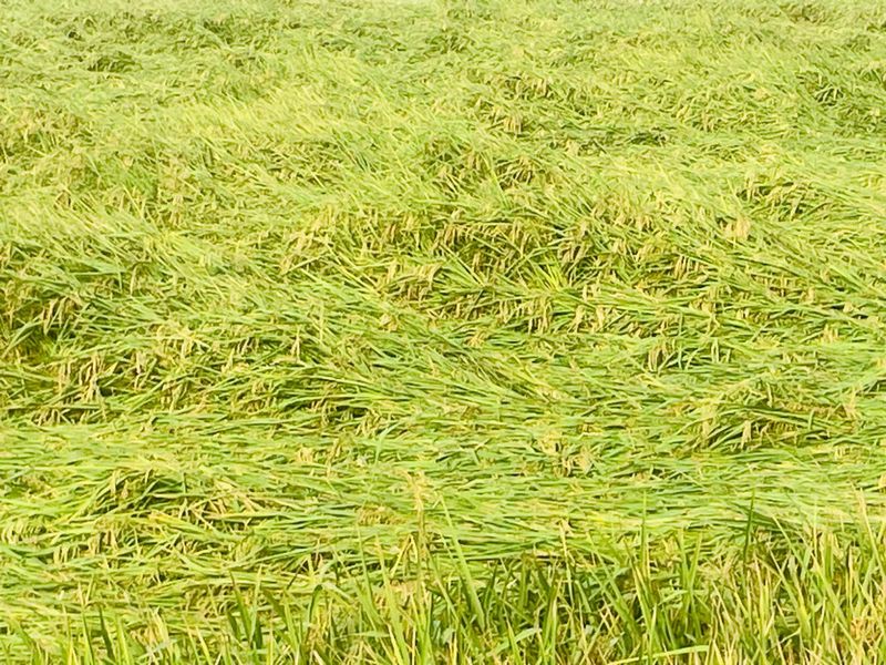 ਡੈਮਾਂ ’ਚ ਪਾਣੀ ਘਟਿਆ, ਦਰਿਆਵਾਂ ’ਚ ਵਧਿਆ