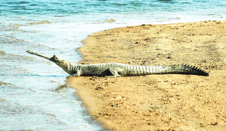 ਸੁਰੱਖਿਅਤ ਖੇਤਰ ਵਿੱਚ ਜੰਗਲੀ ਜੀਵਾਂ ਦੇ ਨਿਵਾਸ ਸਥਾਨਾਂ ਨੂੰ ਤਬਾਹ ਕਰਨ 'ਤੇ ਅਪਰਾਧ ਅਤੇ ਜੁਰਮਾਨੇ ਹੋਣਗੇ: ਸੁਪਰੀਮ ਕੋਰਟ