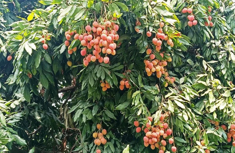 ਪਠਾਨਕੋਟ ਤੋਂ ਵਿਦੇਸ਼ਾਂ ਤੱਕ ਪਹੁੰਚੀ ਲੀਚੀ ਦੀ ਮਿਠਾਸ; ਹਰ ਸਾਲ ਵਧ ਰਿਹਾ ਲੀਚੀ ਦਾ ਰਕਬਾ, ਦੇਸ਼ ਦੇ ਵੱਡੇ ਸ਼ਹਿਰਾਂ ’ਚ ਪਹੁੰਚ ਰਹੀ ਰਸੀਲੀ ਸੌਗਾਤ